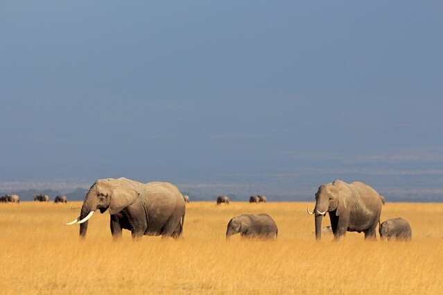 African elephants (Loxodonta africana) walking in grassland, Amboseli National Park, Kenya